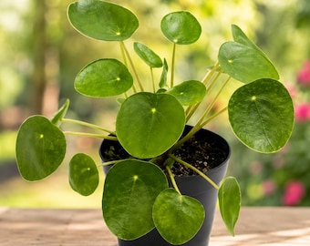 Chinese Money Plant, Easy-Care Pilea Houseplant, Healthy Starter Ready to Plant