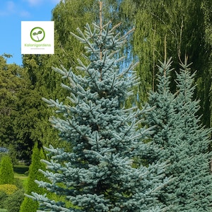 May include: A vibrant image showcases several evergreen trees, with a prominent blue spruce in the foreground. The blue spruce has a distinctive blue-green hue, with a backdrop of lush green foliage and a clear blue sky. The logo for Kalanigardens is in the upper left corner.
