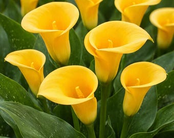 Florex Gold Calla Lily Bulb: Summer Flowering Blooms