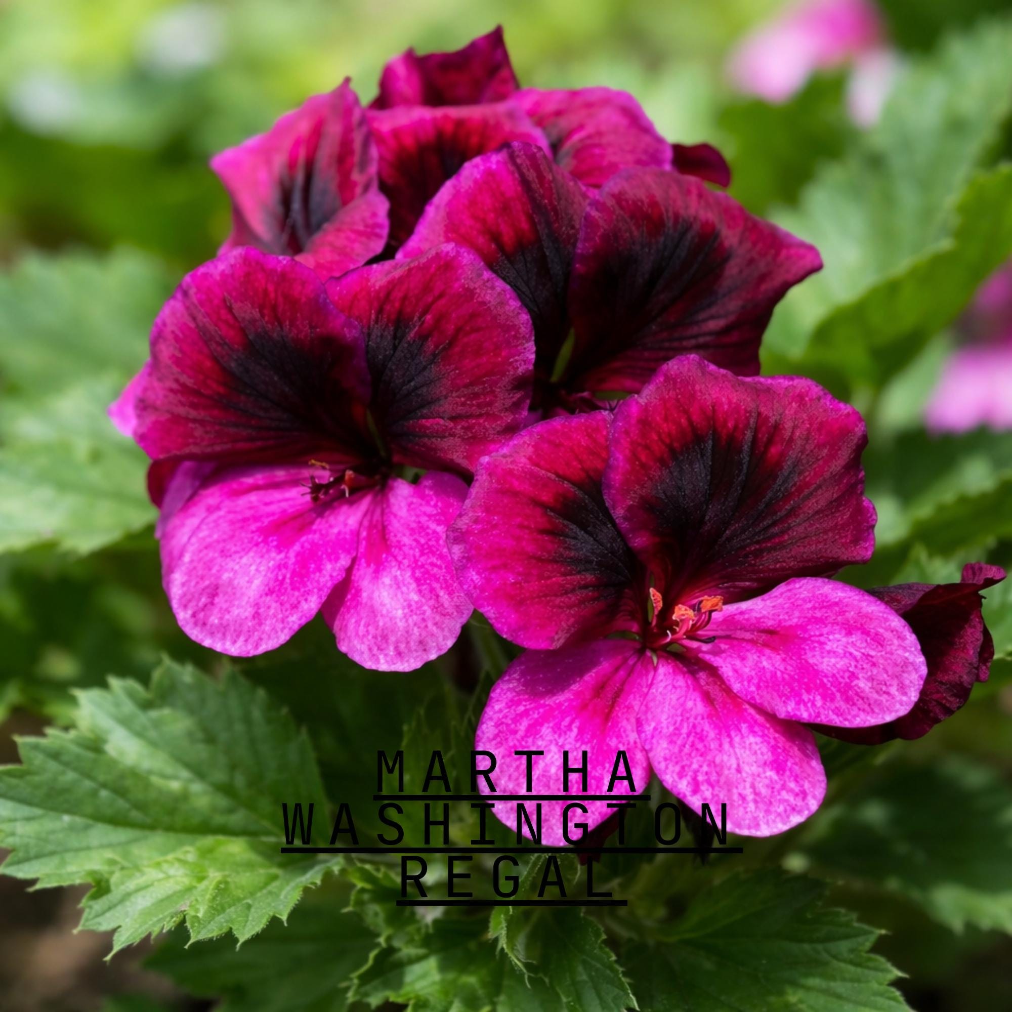 25 Martha Washington Geranium Seeds, Regal Pelargonium Flower ...
