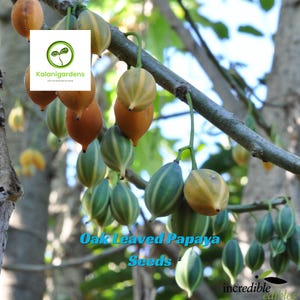 25 Oak Leaved Papaya Seeds, Fast-Growing, Rare Tropical Fruit for Garden Planting