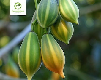 25 Oak Leaved Papaya Seeds, Fast-Growing, Non-GMO, Rare Tropical Fruit for Garden Planting