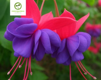 Blue Eye Fuchsia Live Plant, Rare Perennial Flower, Polinator Friendly, Cold Hardy