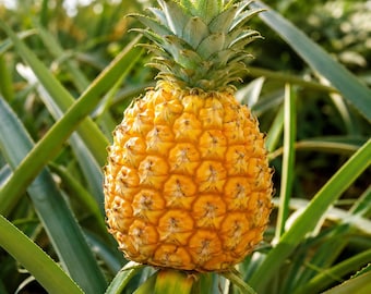Tropical ‘Sugar Loaf’ Pineapple Stater Plant, Edible Fruit Plant, Non GMO, Cold Hardy