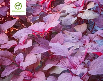 150 Red Amaranth Seeds, Garnet Variety, Organic Vegetable, Easy to Grow