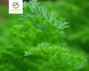 100 Evergreen Parsley Seeds, Heirloom Non-GMO Culinary Herb, Easy Grow Leaves