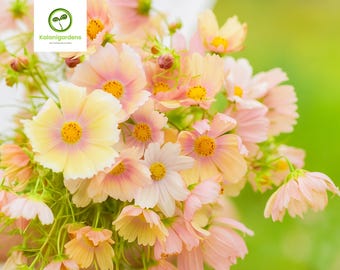 200 Apricot Lemonade Cosmos Seeds, Rare Annual Flower, Pollinator Friendly
