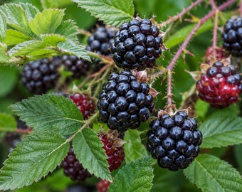 120 Organic Black Raspberry Seeds, Non-GMO Heirloom Berries, Easy to Grow