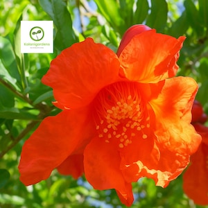 Pomegranate ‘Wonderful’ Live Plant, Punica granatum, Edible Fruit Tree, Fruit Tree for Home Garden