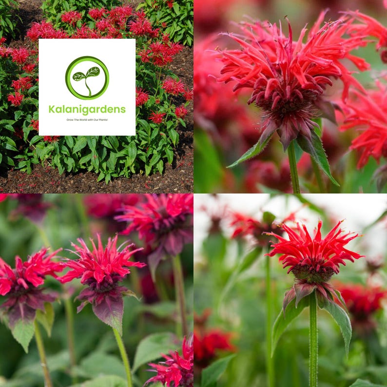 Bee Balm 'Fireball' Live Plant: Red Monarda Perennial, Pollinator Friendly image 6