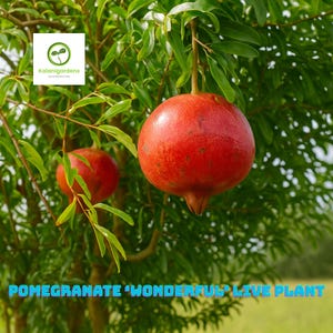 Pomegranate ‘Wonderful’ Live Plant, Punica granatum, Edible Fruit Tree, Fruit Tree for Home Garden
