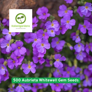 500 Aubrieta Whitewell Gem Seeds, Purple Rock Cress, Perennial, Non-GMO, Ground Cover