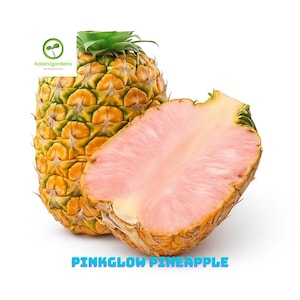 15 Pinkglow Pineapple Seeds, Rare Pink Pineapple for Home & Garden Planting