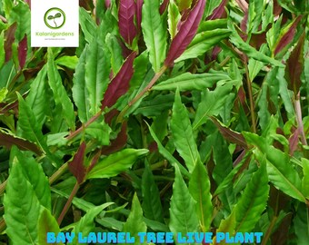 3&quot; Okinawa Spinach (Gynura bicolor) Starter Plant, Nutritious Edible Perennial Green