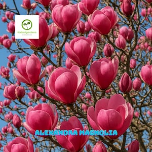 5 Alexandra Magnolia Seeds, Fragrant Lily Flower Tree for Garden & Landscaping
