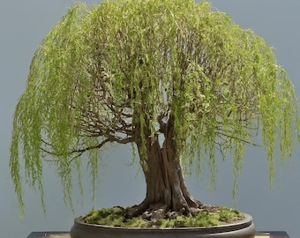 Live Golden Weeping Willow Cutting, Fast Growing Bonsai Starter Tree
