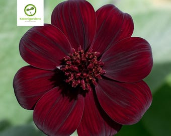 200 Chocolate Cosmos Seeds – Exotic Perennial Flowers, Pollinator-Friendly Gardens