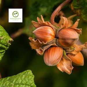 May include: Close-up of hazelnuts on a branch. The nuts are a light brown color, with a slightly textured surface. The image also shows green leaves and the logo for Kalani Gardens.