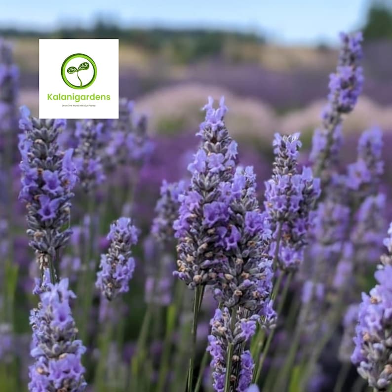 KalaniGardens French Lavender - Thumbnail 2