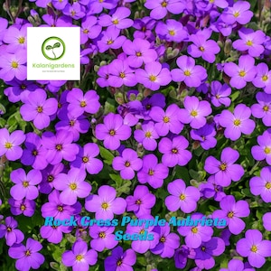 1000 Rock Cress Purple Aubrieta Seeds, Non-GMO, Fragrant Ground Cover, Attracts Pollinators
