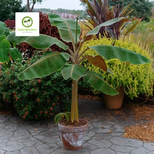 blue dracaena palm Dracaena Marginata Cane  Plant Gay