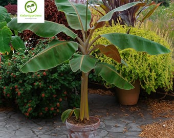 Dwarf Cavendish Banana Plant, Tropical Indoor/Outdoor Houseplant