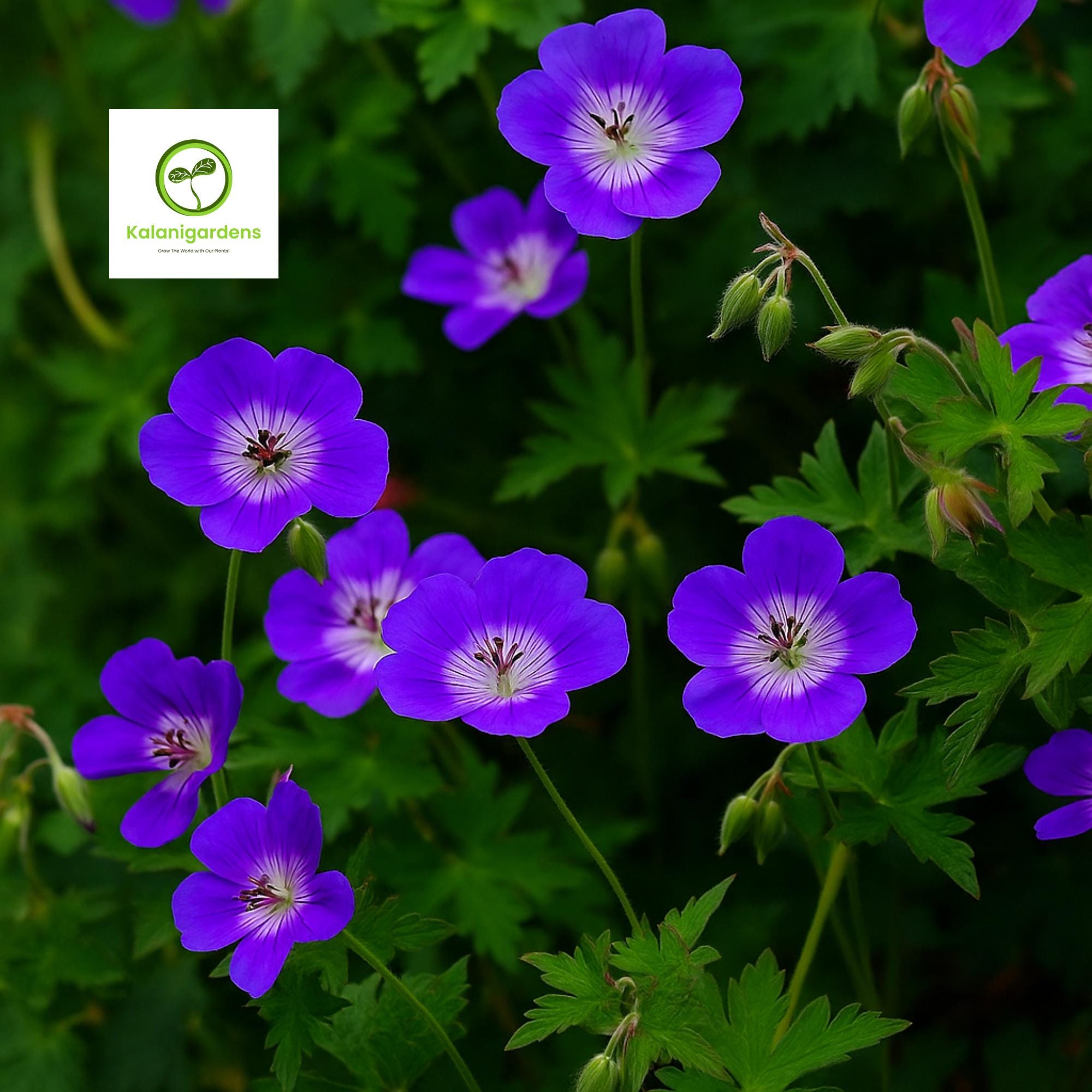 25 Rozanne Geranium Seeds (gerwat) – Violet-blue Hardy Perennial for ...