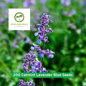200 Blue Lavender Flower Seeds, Catmint Perennial Flower Plant, Drought Tolerant, Pollinator Friendly