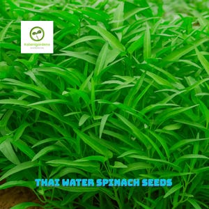 50 Thai Water Spinach / Kangkong Seeds, Ong Choy Kong Xin Cai Vegetable Seeds