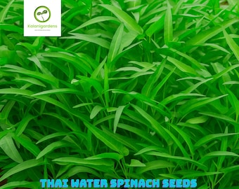 50 Thai Water Spinach Seeds, Kangkong, Ong Choy, Non-GMO, Vegetables Seeds