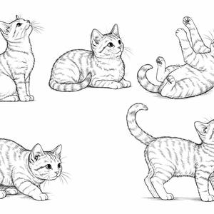 Op de afbeelding: Een zwart-wit illustratie van vijf kittens in verschillende poses. Eén kitten zit rechtop en kijkt omhoog. Een ander ligt, terwijl een derde op zijn rug ligt. De overige kittens bevinden zich in speelse posities, allemaal met streepjespatronen.