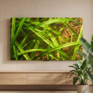 May include: A rectangular wall-mounted television screen displaying a high-definition image of long, slender, vibrant green grass blades overlapping each other, with a textured, light brown pebbled ground visible beneath the foliage.