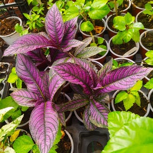 Op de afbeelding: Een Perzisch schildplant met levendige, metallic paarse en donkergroene lancetvormige bladeren met een opvallend, getextureerd aderpatroon. De plant staat in een donkere plastic pot, omringd door andere kleine groene planten in potten.