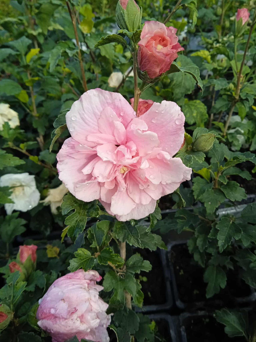 Pooted Hibiscus syriacus Pink C,pooted plant - Etsy España