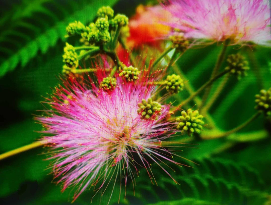 Pooted Albizia Julibrissin Pink,pooted Plant - Etsy