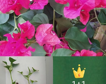 Bougainvillea Pink, 2 Jungpflanzen