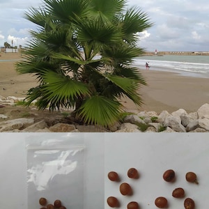 Op de afbeelding: Een groene palmboom met waaiervormige bladeren op een zandstrand onder een bewolkte hemel. De afbeelding toont ook een doorzichtige plastic zak gevuld met kleine, bruine zaden en een aparte stapel vergelijkbare zaden.