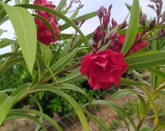 Nerium oleander Double Red, wortelloze stekjes x2