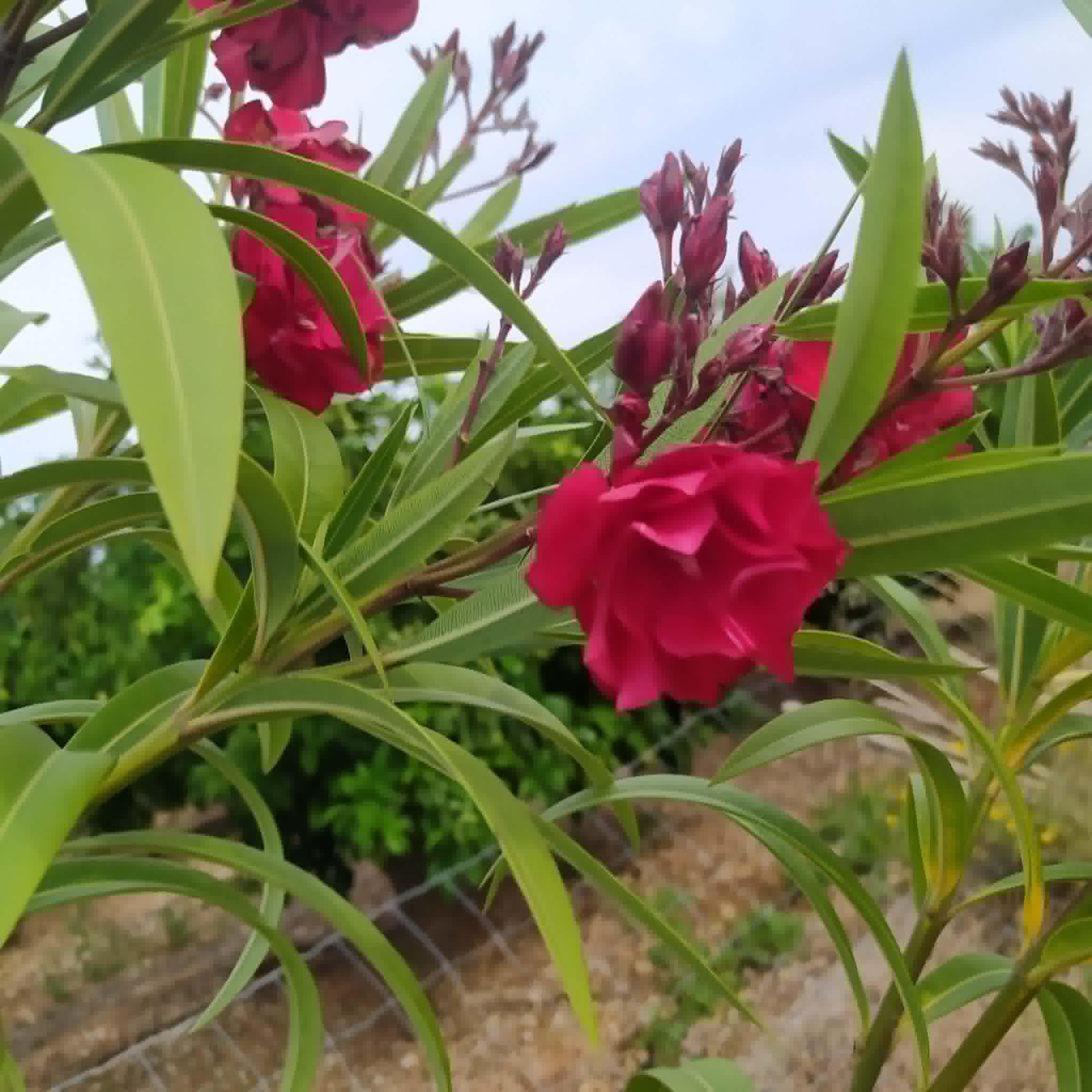 Rootless plant