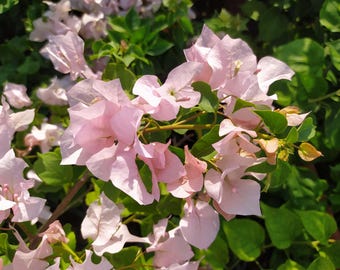 Bougainvillea Adas Joy, Topfpflanze