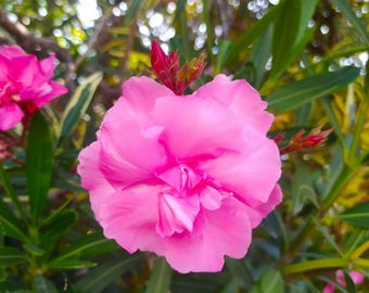 Nerium oleander Double Pink, talee senza radici x2