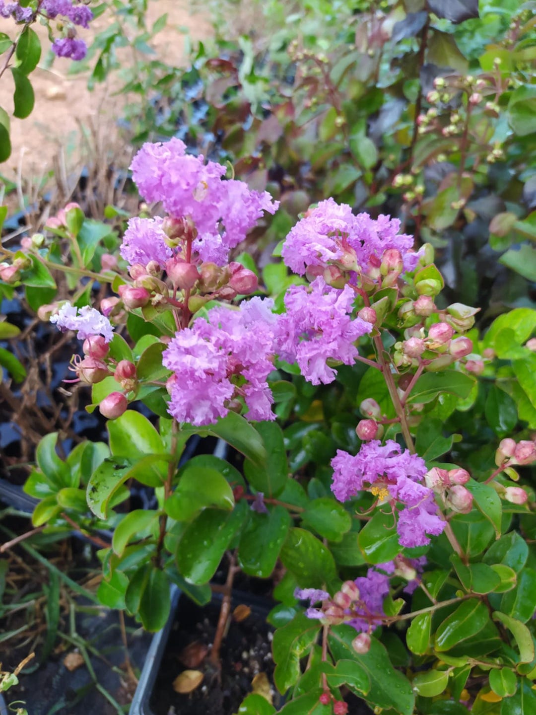 Pooted Lagerstroemia indica Lila,pooted plant - Etsy España