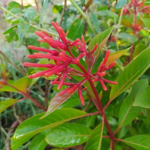 Könnte beinhalten: Nahaufnahme einer Pflanze mit leuchtend roten Blüten und glänzenden grünen Blättern. Die Blüten sind an den Stielenden geclustert und bilden einen auffälligen Kontrast zum Laub. Die Pflanze wirkt gesund und gut gepflegt.