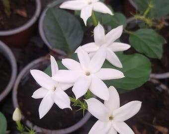 Jasmijn Sambac, potplant