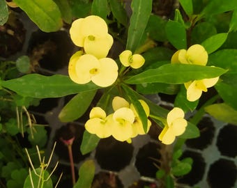 Euphorbia milii Gelbe Pflanze