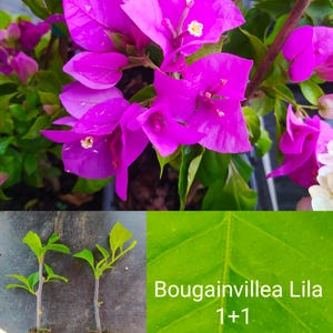 Op de afbeelding: Een levendige magenta bougainvillea-plant met trossen papierachtige schutbladeren en kleine witte bloemen. Hieronder twee kleine plantstekken met blootliggende kluiten naast een groen blad met de tekst Bougainvillea Lila 1+1 erop gedrukt.