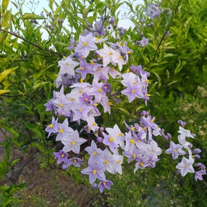 Può includere: Primo piano di fiori a forma di stella nei toni del lavanda e bianco con centri gialli. I fiori sono in piena fioritura, sullo sfondo di un fogliame verde e una recinzione di filo metallico, creando una scena naturale e vibrante.
