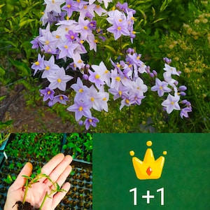 Solanum jasminoides Blue, deux jeunes plants