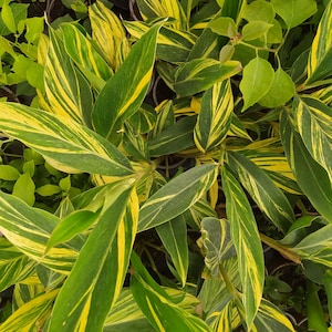 Op de afbeelding: Een groep bonte gemberplanten met lange, lancetvormige bladeren met een opvallend patroon van donkergroene en felgele strepen. Het gebladerte is dicht en gelaagd en toont een mix van effen groene en bonte gele bladeren in de plantengroep.