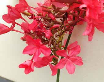 Plumbago Coccinea, pianta potata